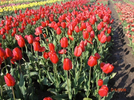 Heyboer tulp